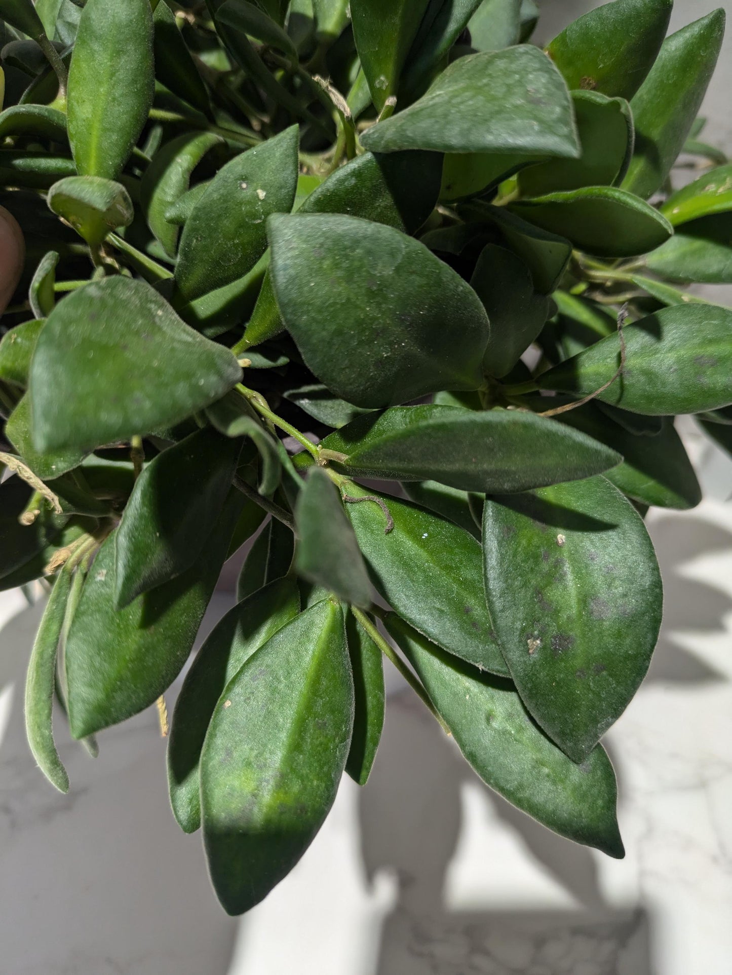Hoya Burtoniae Dark Green Hoya Plant Indoor Houseplant Easy Care Fast Growing Succulent Like Care Starter Plant or 4"
