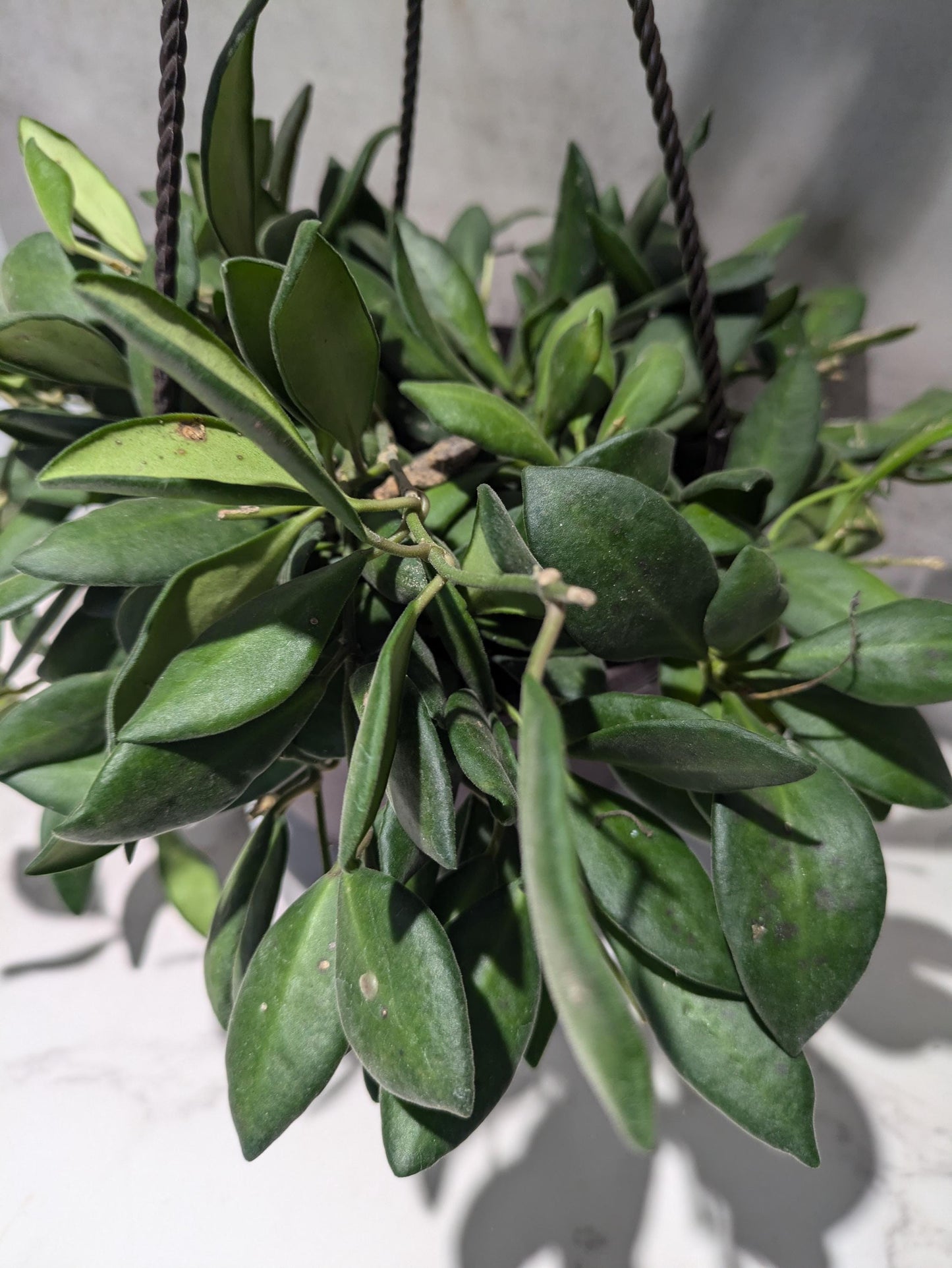 Hoya Burtoniae Dark Green Hoya Plant Indoor Houseplant Easy Care Fast Growing Succulent Like Care Starter Plant or 4"