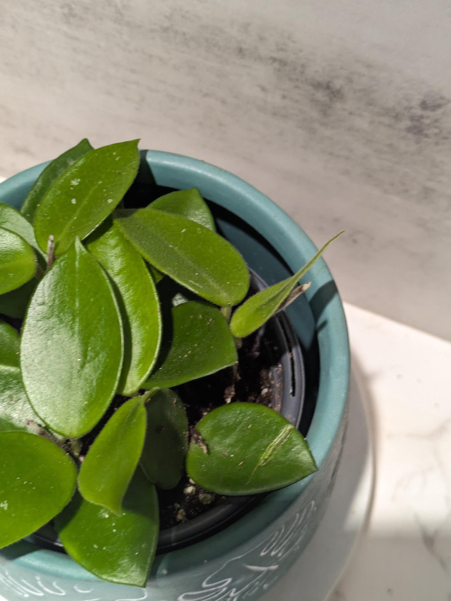 Hoya CV Chouke Cutting or Rooted Starter smaller leaf hoya glossy, waxy leaves and fragrant flowers Tropical Indoor Houseplant Easy Care