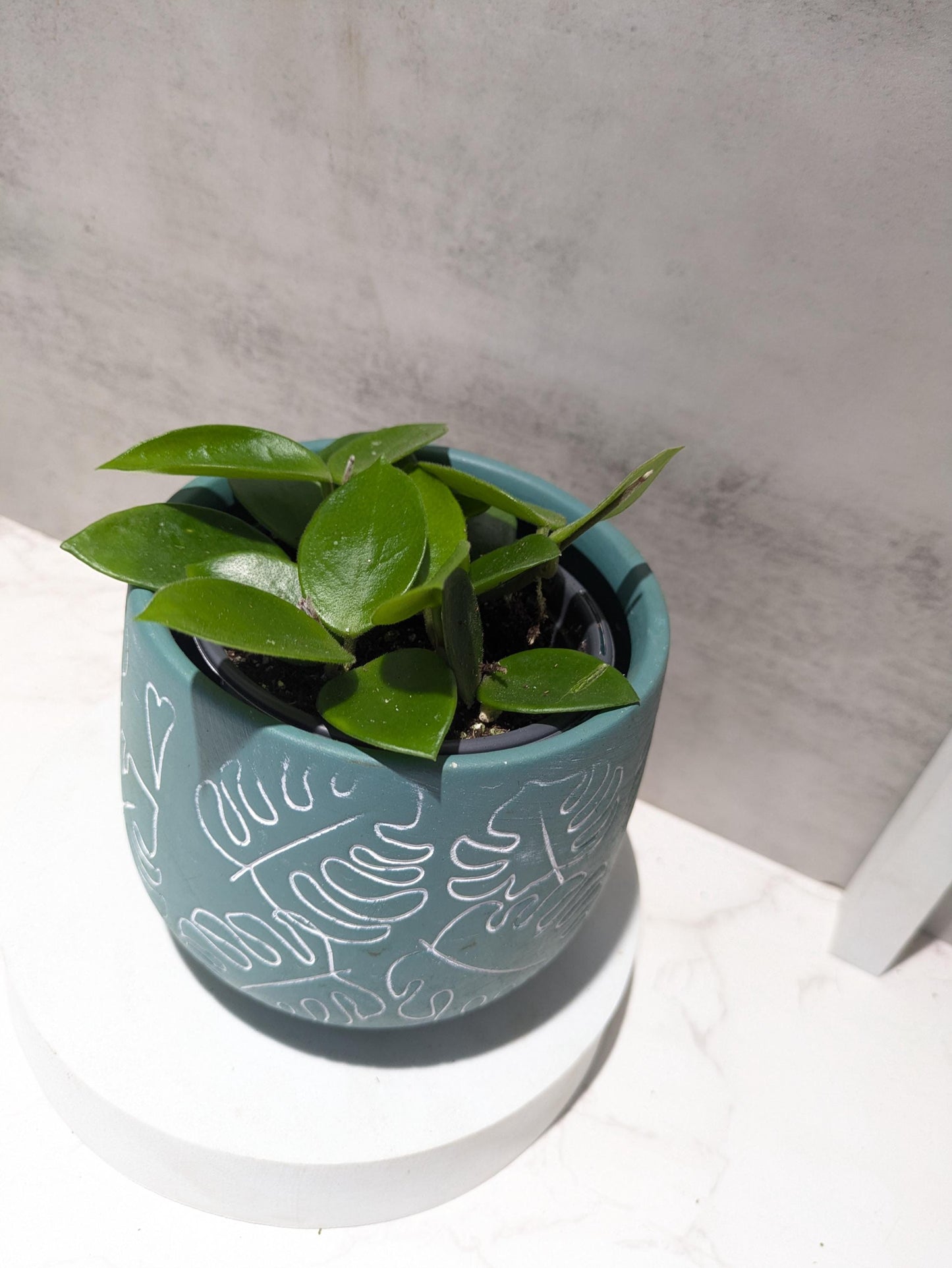 Hoya CV Chouke Cutting or Rooted Starter smaller leaf hoya glossy, waxy leaves and fragrant flowers Tropical Indoor Houseplant Easy Care