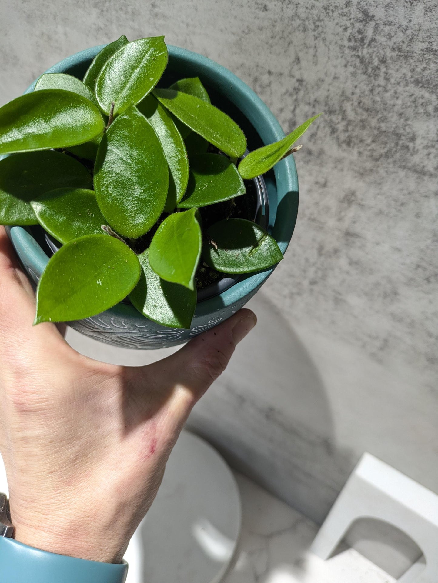 Hoya CV Chouke Cutting or Rooted Starter smaller leaf hoya glossy, waxy leaves and fragrant flowers Tropical Indoor Houseplant Easy Care