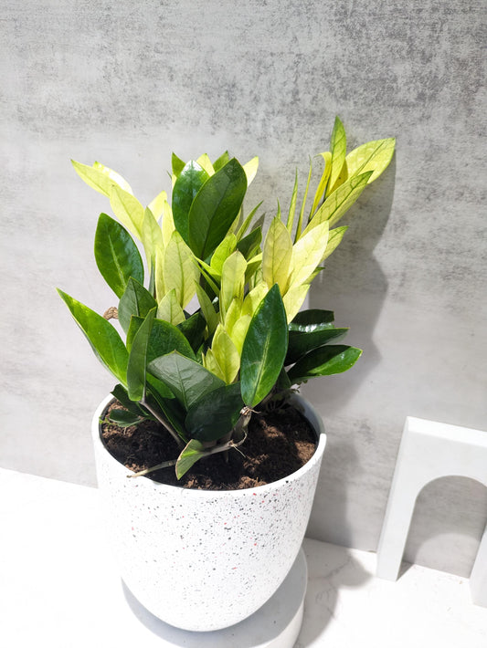 ZZ Chameleon Variegated ZZ Plant low-maintenance houseplant perfect set and forget plant collectors highly wanted one