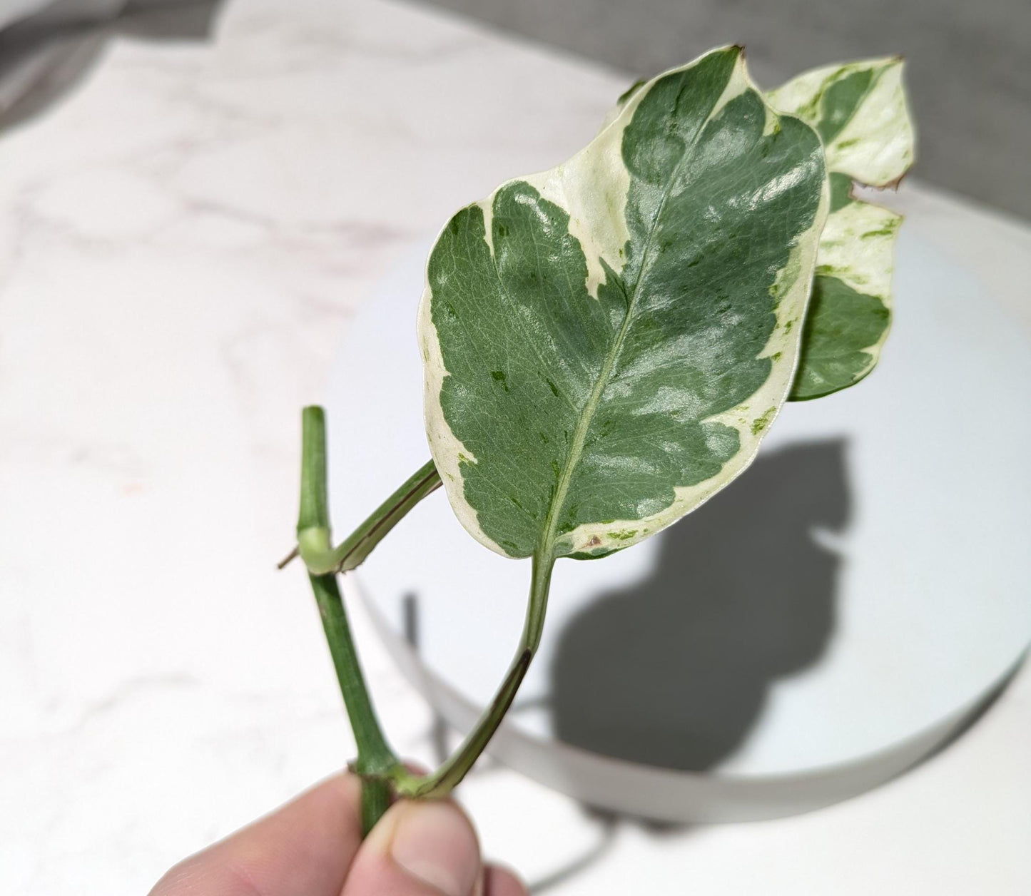 Pearls & Jade Pothos Plant Node Cuttings, Houseplant Cuttings, Small Leaf Pothos Collectors , Uncommon Plant Cutting