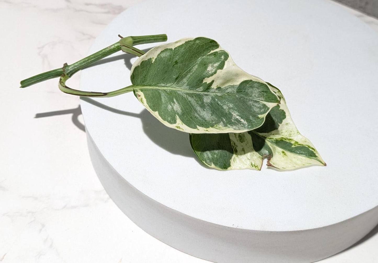 Pearls & Jade Pothos Plant Node Cuttings, Houseplant Cuttings, Small Leaf Pothos Collectors , Uncommon Plant Cutting