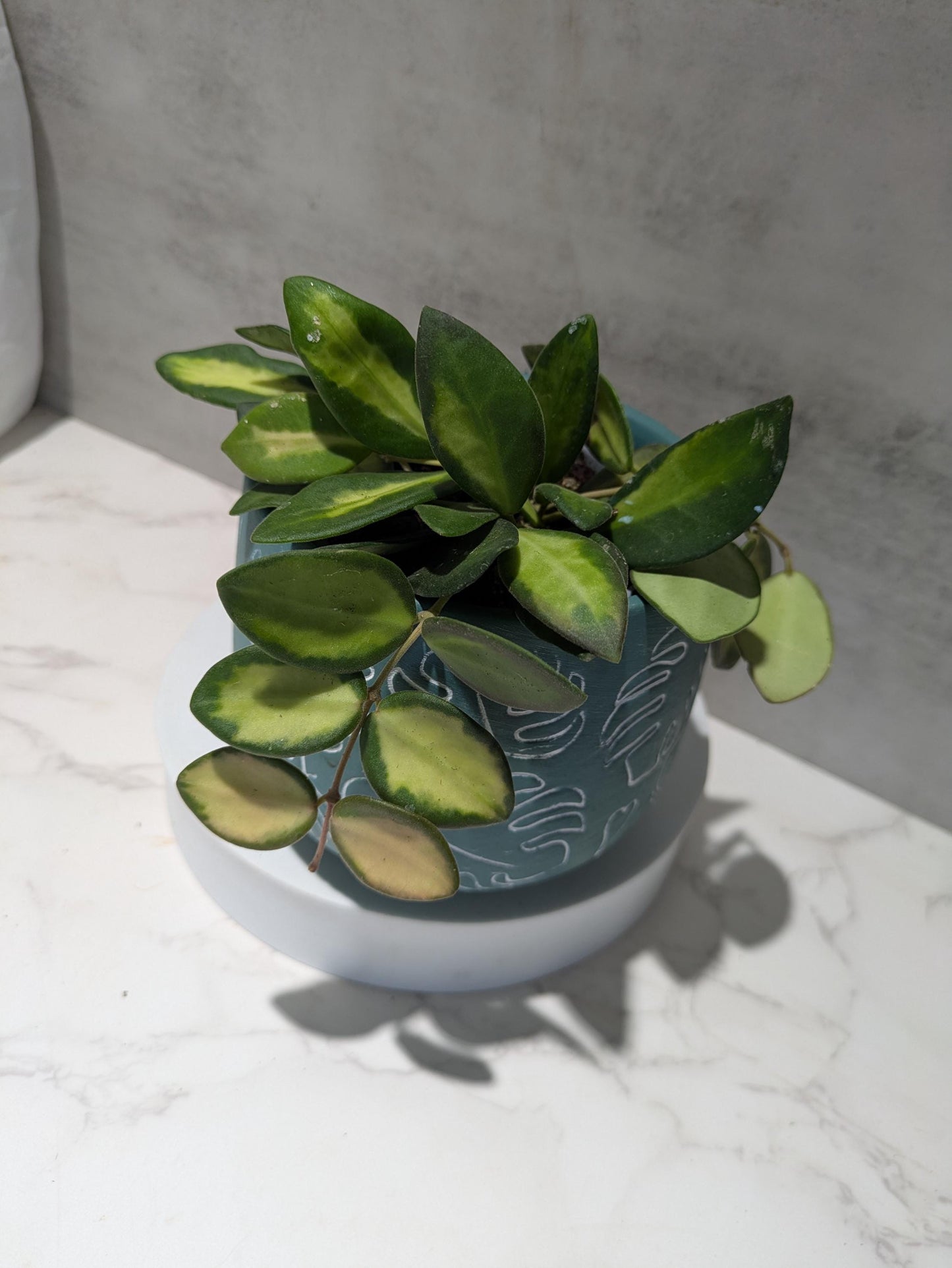 Buy Hoya DS-70 Variegated – Rare Fuzzy Hoya with Creamy Variegation