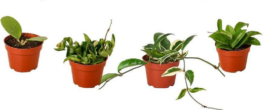 2" Surprise Mystery Plant get 2 hoya's 3 or 5 all in 2" Plant Pot  Healthy rooted pet safe easy care plants great gift