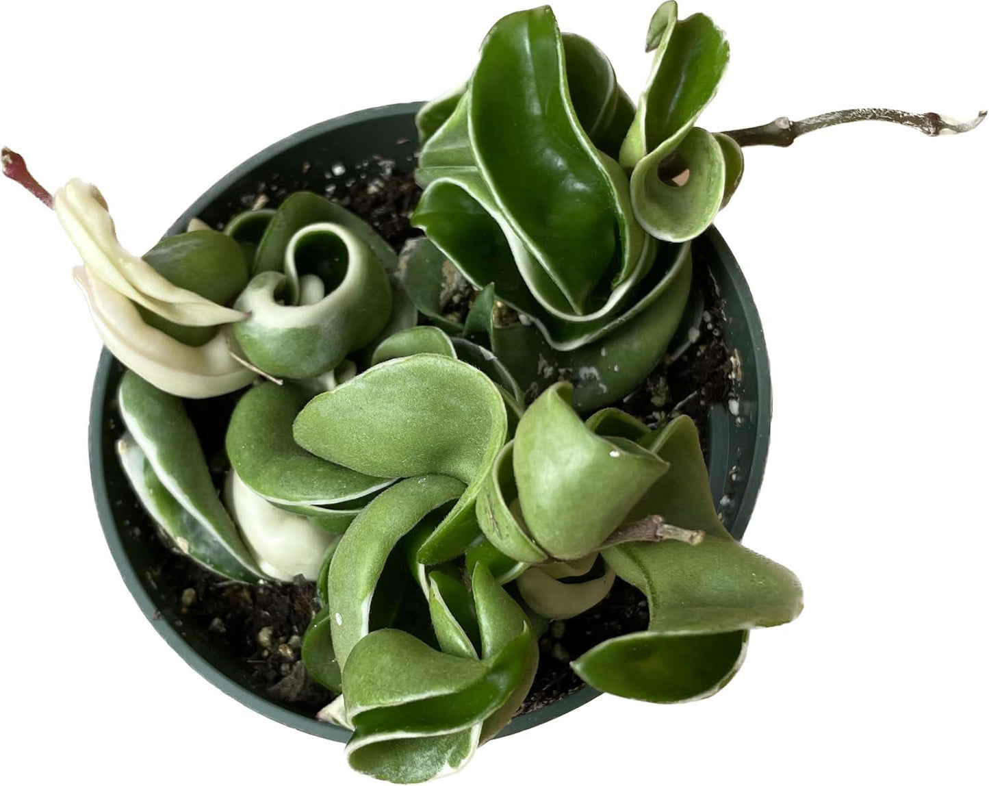4" Surprise Mystery Plant get 1 hoya's 2 or 3 all in 4" Plant Pot  Healthy rooted pet safe easy care plants great gift