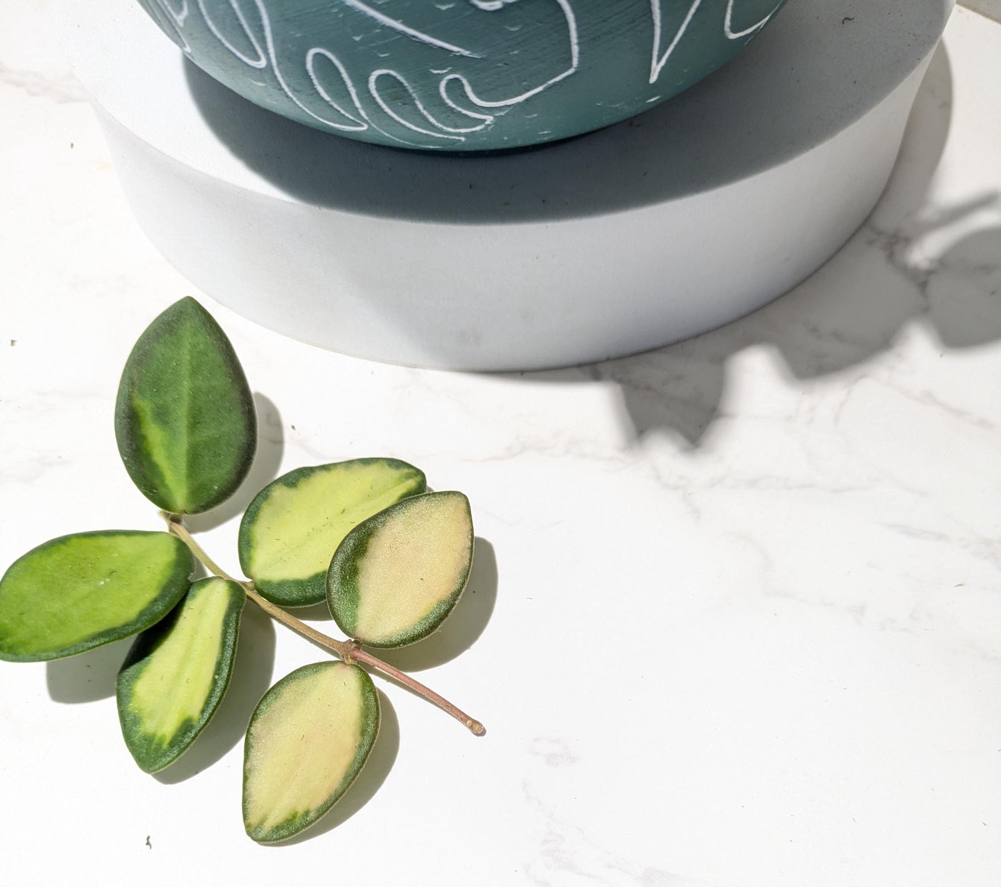 Buy Hoya DS-70 Variegated – Rare Fuzzy Hoya with Creamy Variegation