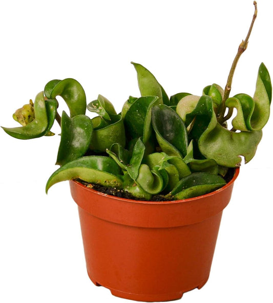4" Surprise Mystery Plant get 1 hoya's 2 or 3 all in 4" Plant Pot  Healthy rooted pet safe easy care plants great gift