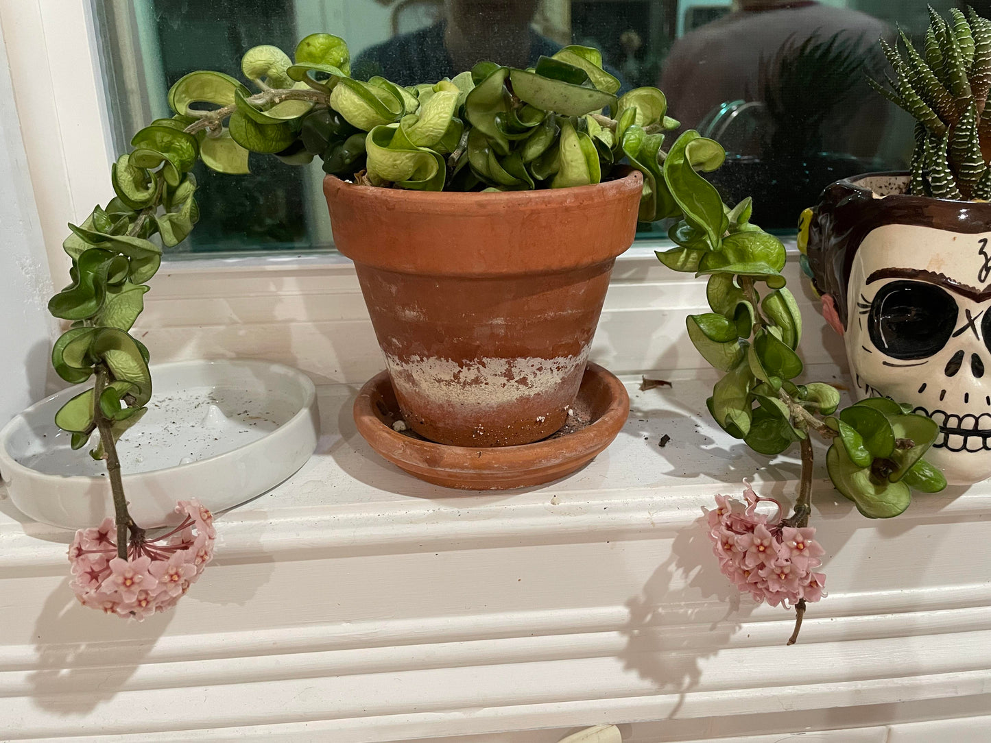 Hoya ROPE Hoya Carnosa ‘Compacta’ Hindu Rope Plant Indoor or Tropical Shade Plant Cuttings or Rooted