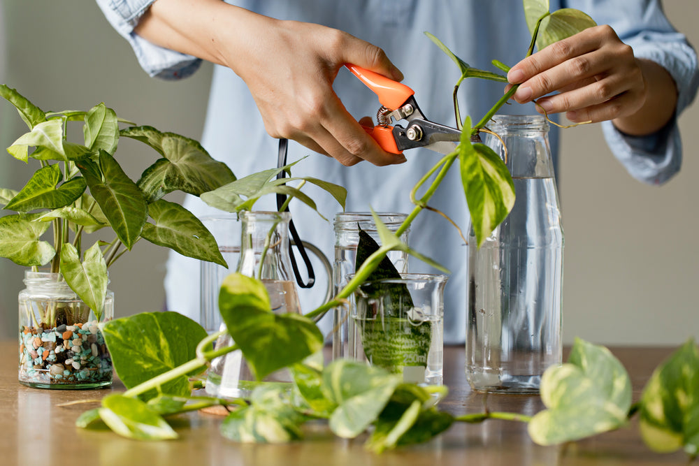 house plant scissors House Plant Cutting Mystery Surprise Box Get a box of fresh cut surpri – Rooting 4 Joy