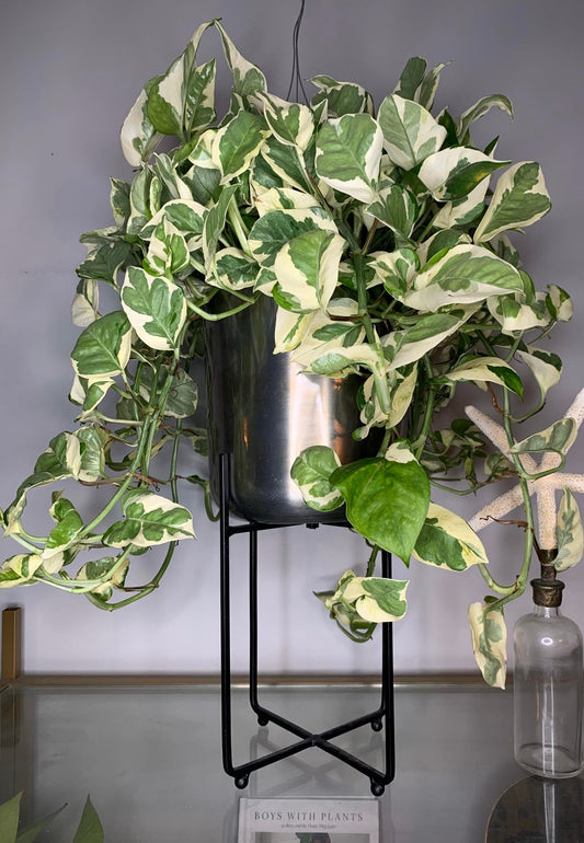 Pothos N’Joy (Epipremnum aureum ‘N’Joy’) Varagatied Uncommn Pothos Indoor Easy Care