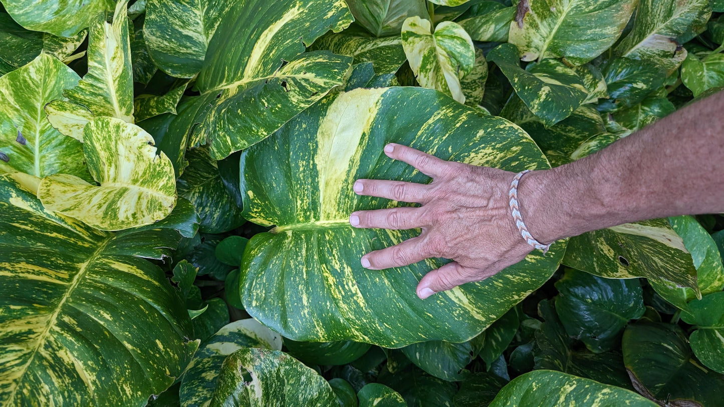 Hawaiian Pothos Plant Node Cuttings, Houseplant Cuttings, Hawaiian Pothos Collectors , Large Plant Grower