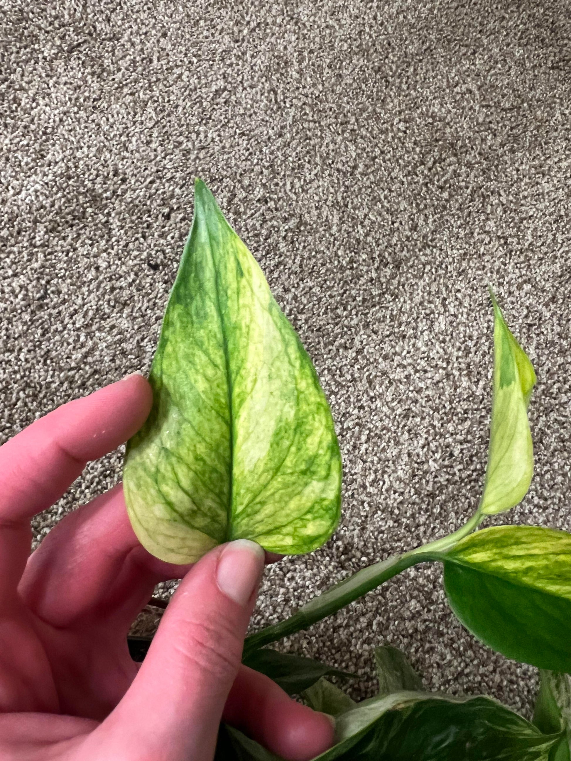 philodendron jessenia Jessenia Pothos Plant Node Cuttings RARE Houseplant Jessenia Pothos Co – Rooting 4 Joy
