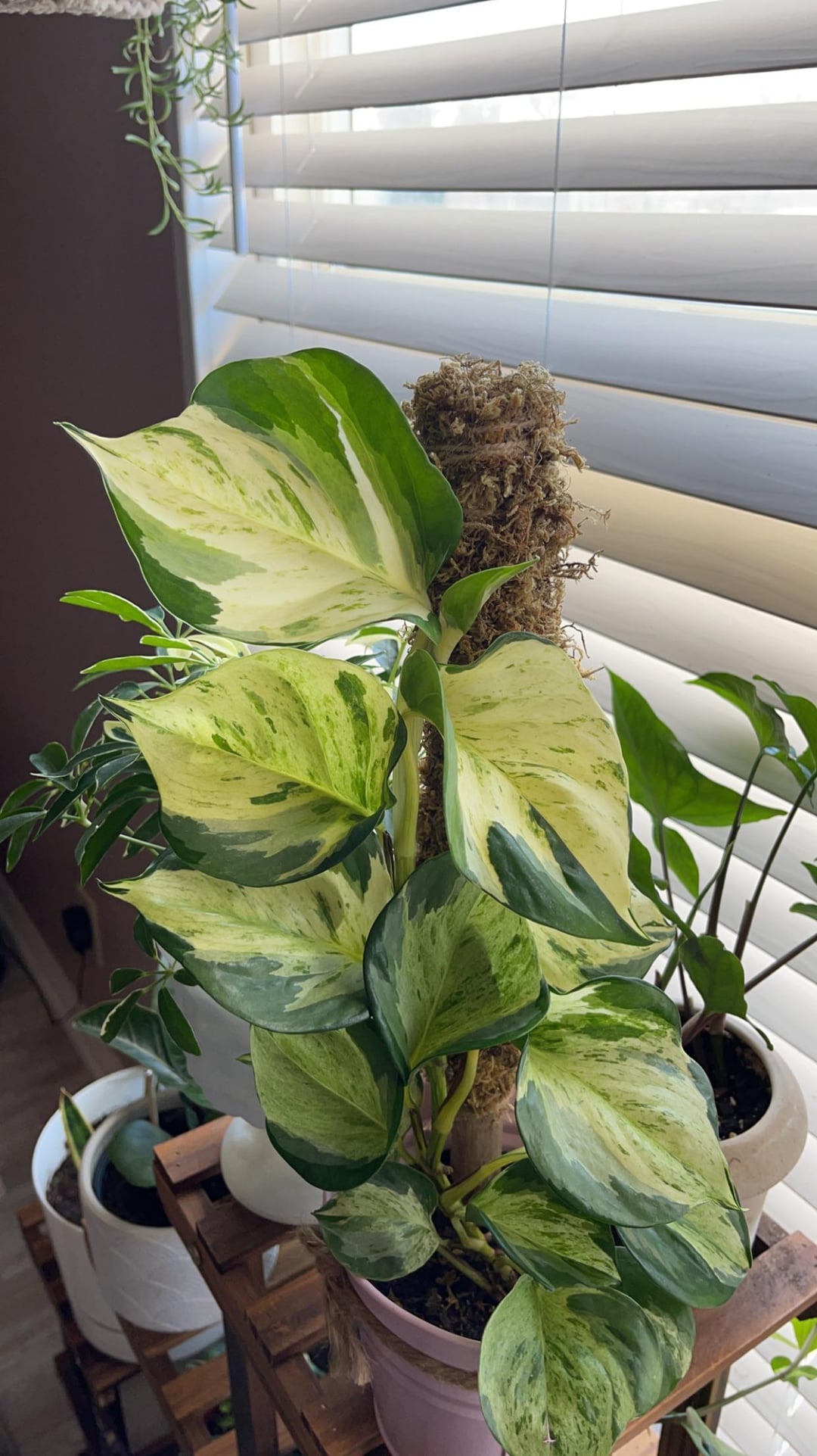 Harlequin Pothos Plant Node Cuttings Rare White Pothos Harlequin