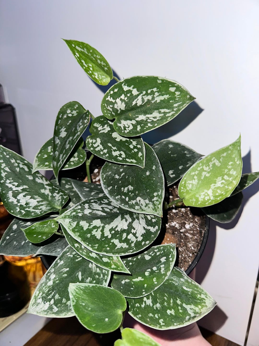 Rare Silver Stain Pothos | Satin Pothos Variety | Trailing Indoor Plant