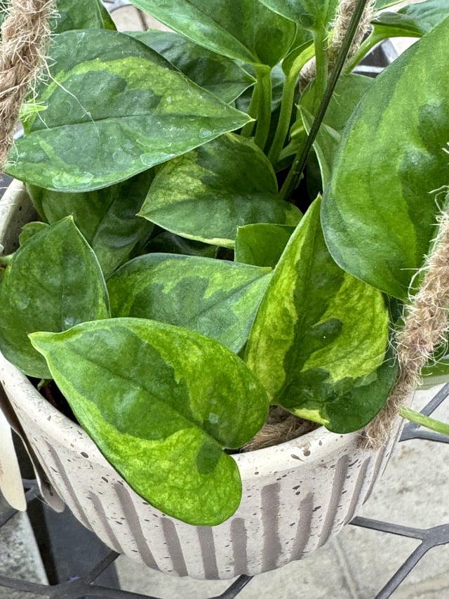 Global Green Pothos Plant Node Cuttings, Houseplant Cuttings, Global Green Pothos Collectors , Plant Cutting