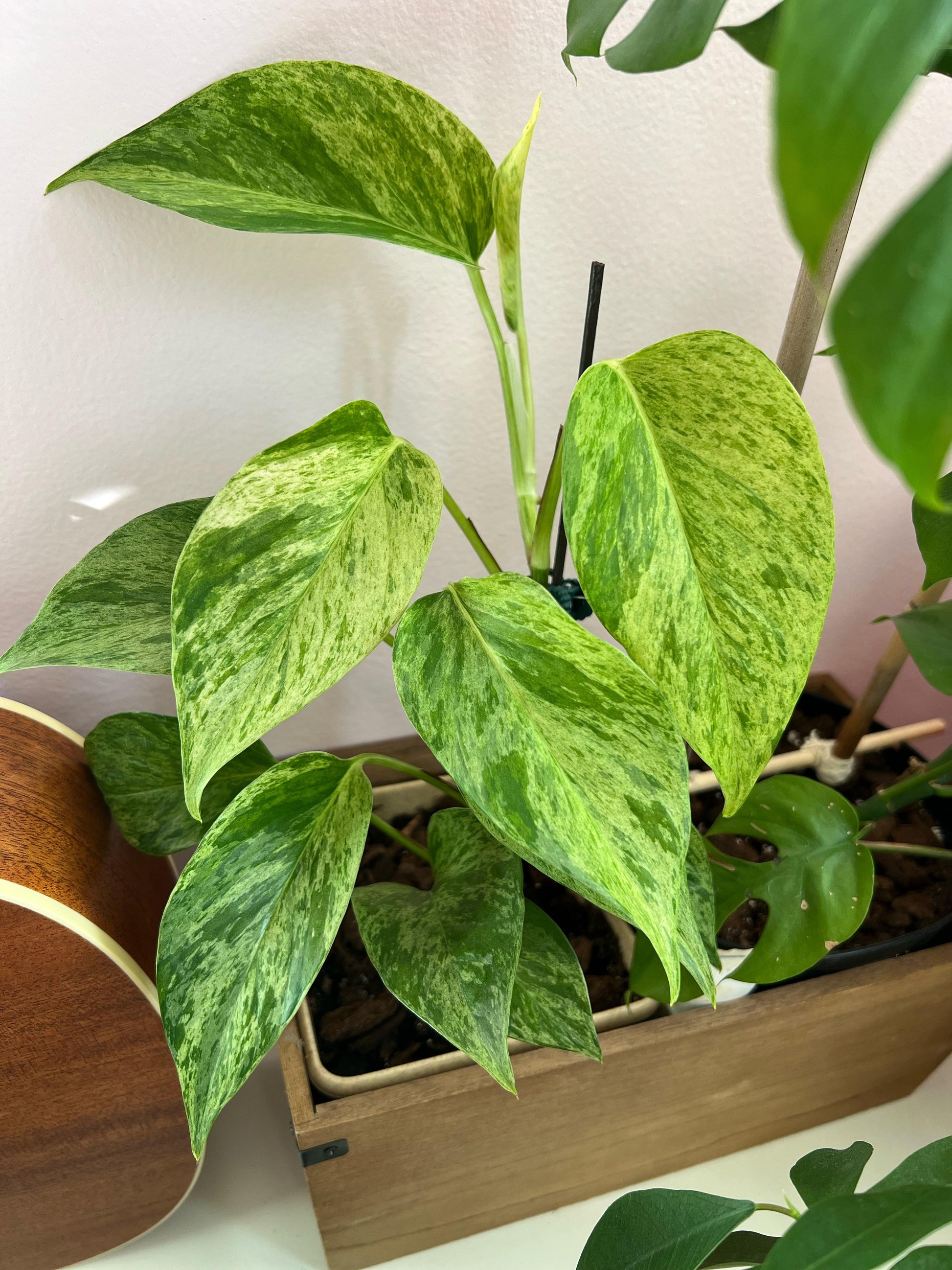 rare pothos plant Jessenia Pothos Plant Node Cuttings RARE Houseplant Jessenia Pothos Co – Rooting 4 Joy