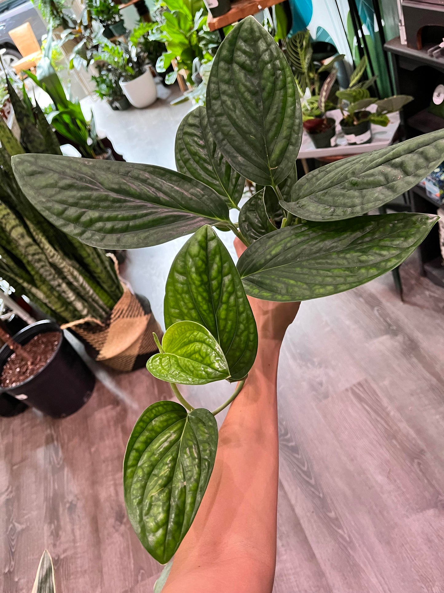 Monstera pinnatipartita – A Rare, Climbing Aroid with Deep Splits - Cuttings or Rooted Starter Plant