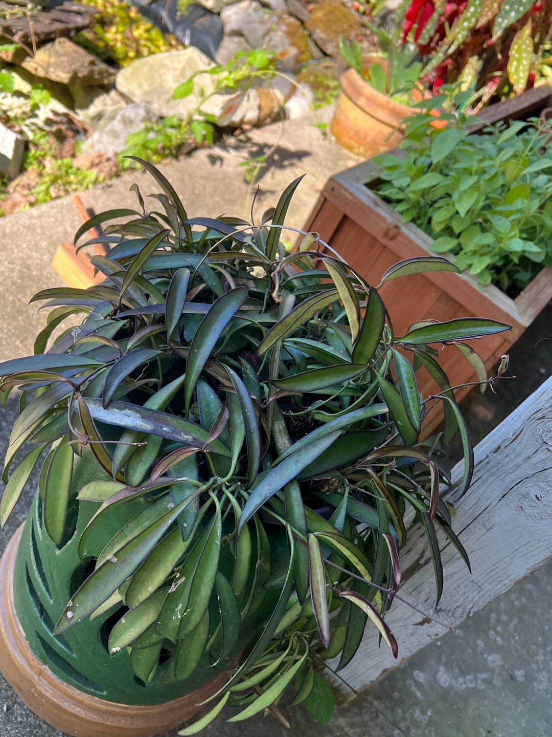 Rare Hoya Wayetii Narrowleaf | Long Leaf Wax Plant | Easy Care Vine