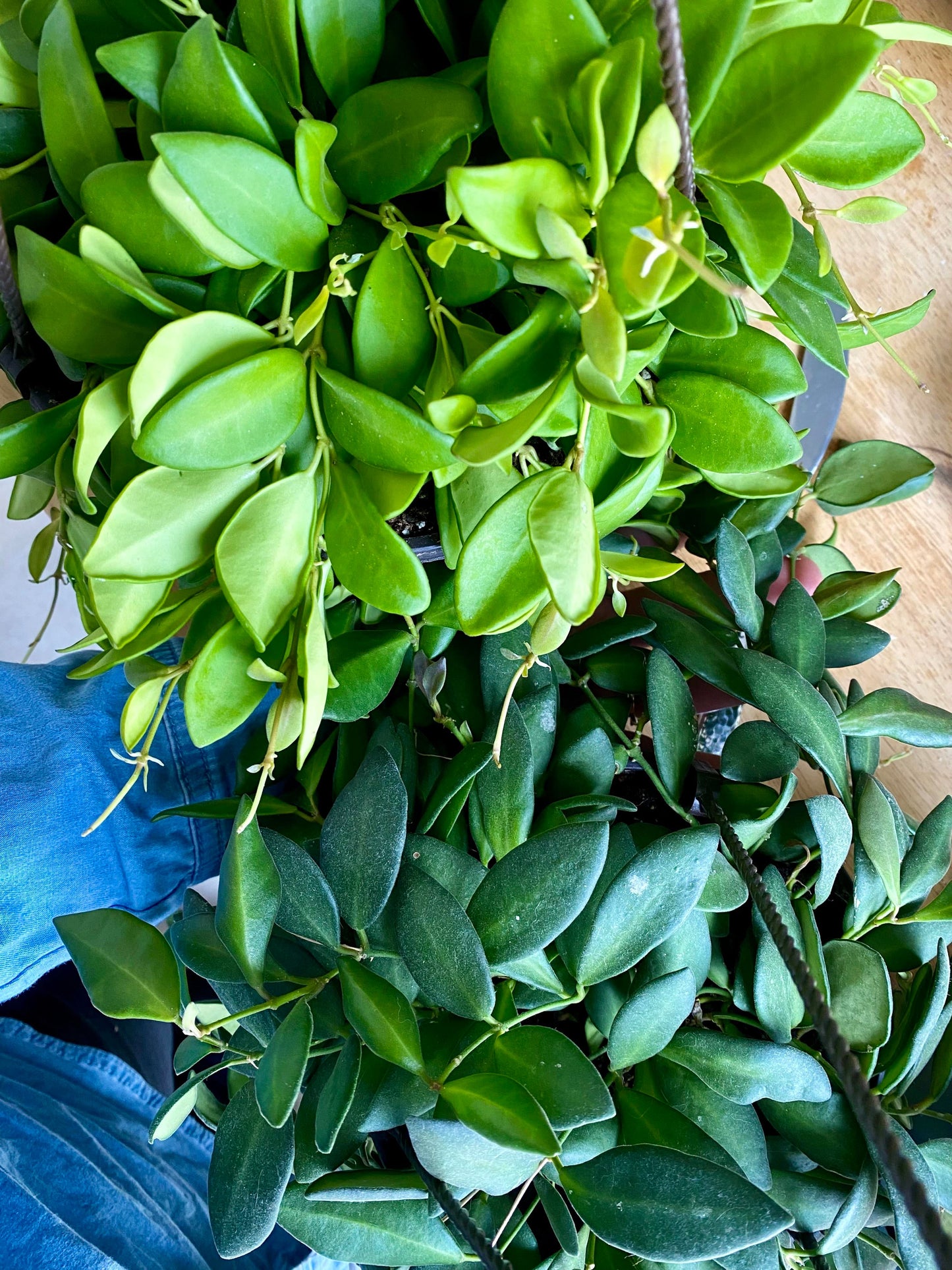 Hoya sp. aff. Burtoniae Care & Guide: Rare Velvet-Leaf Hoya with Fragrant Blooms