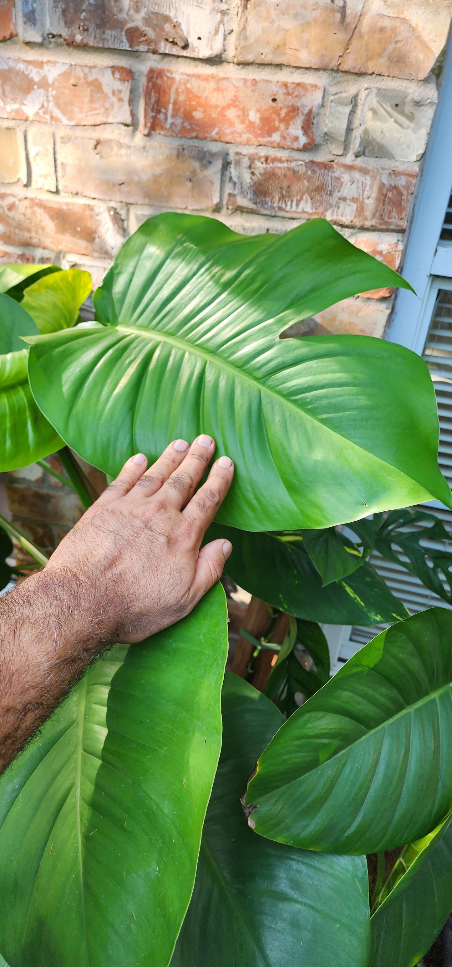 Jade Pothos Plant Node Cuttings, Houseplant Cuttings, Small Leaf Jade Pothos Collectors , Plant Cutting)