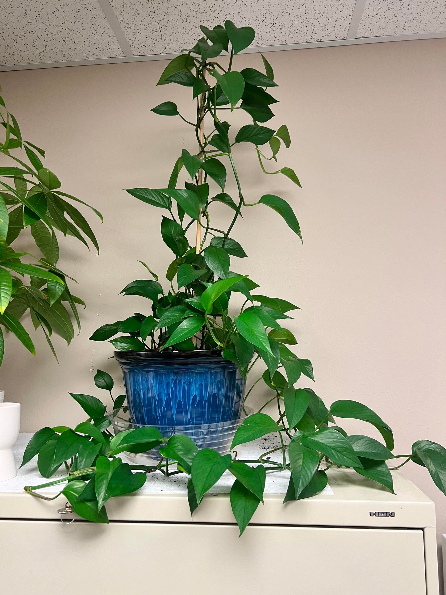 Jade Pothos Plant Node Cuttings, Houseplant Cuttings, Small Leaf Jade Pothos Collectors , Plant Cutting)