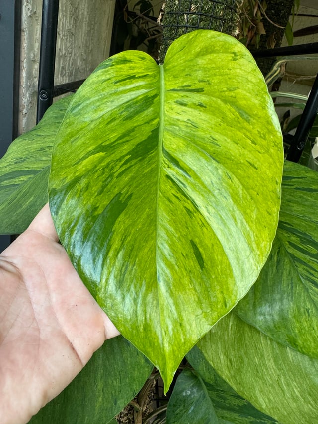 Rare Pothos Plant Starters Collectors Plants Uncommon/Rare Pothos Plants Cuttings Albo Pothos Dragon Key Sleeping