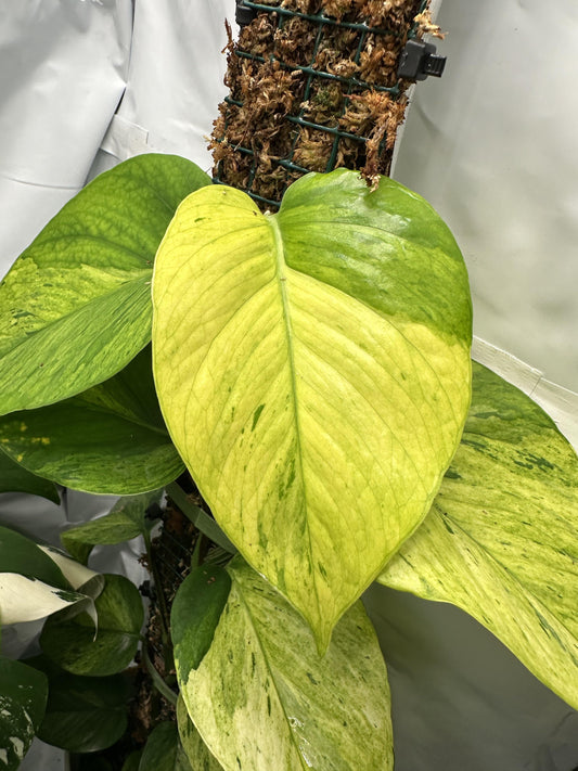 Jessenia Pothos Plant Node Cuttings RARE Houseplant Jessenia Pothos Collectors , Plant Cutting