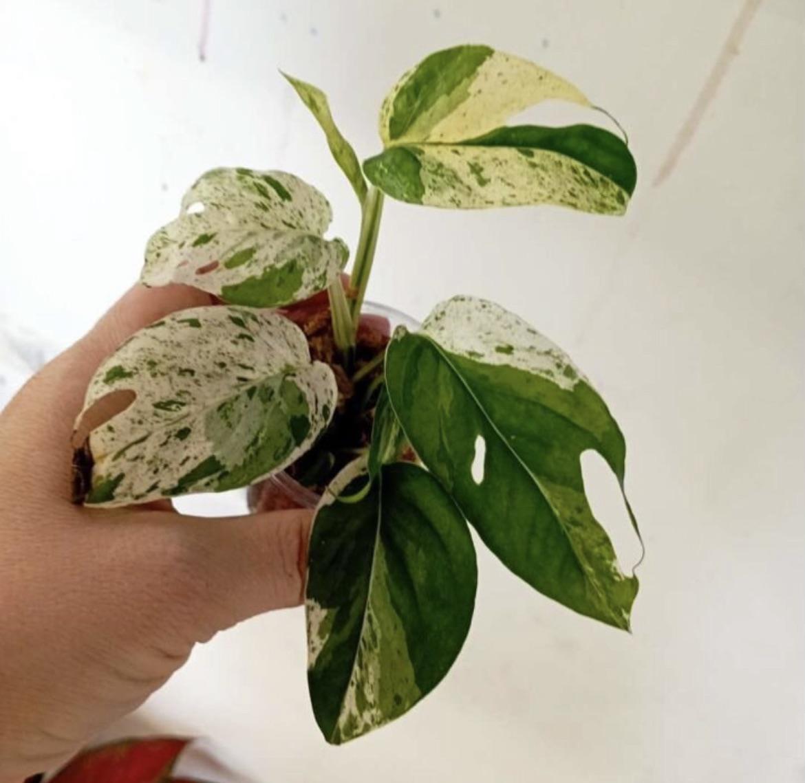 Marble KING Epi Pin Epipremnum Pinnatum 'Marble' Rare Pothos Marble Cuttings or Starter