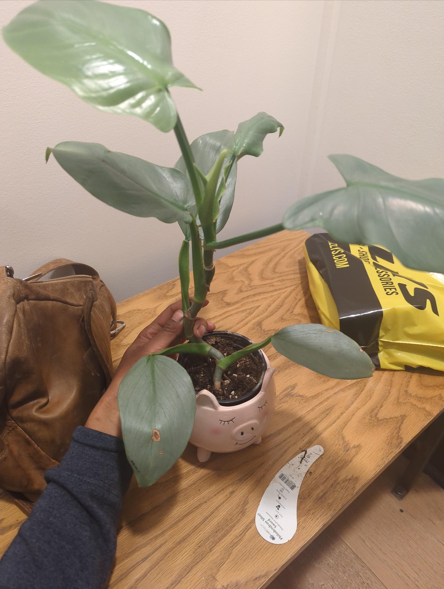 Philodendron hastatum Silver Sword - Slivery Shine Houseplant Cuttings or rooted starters