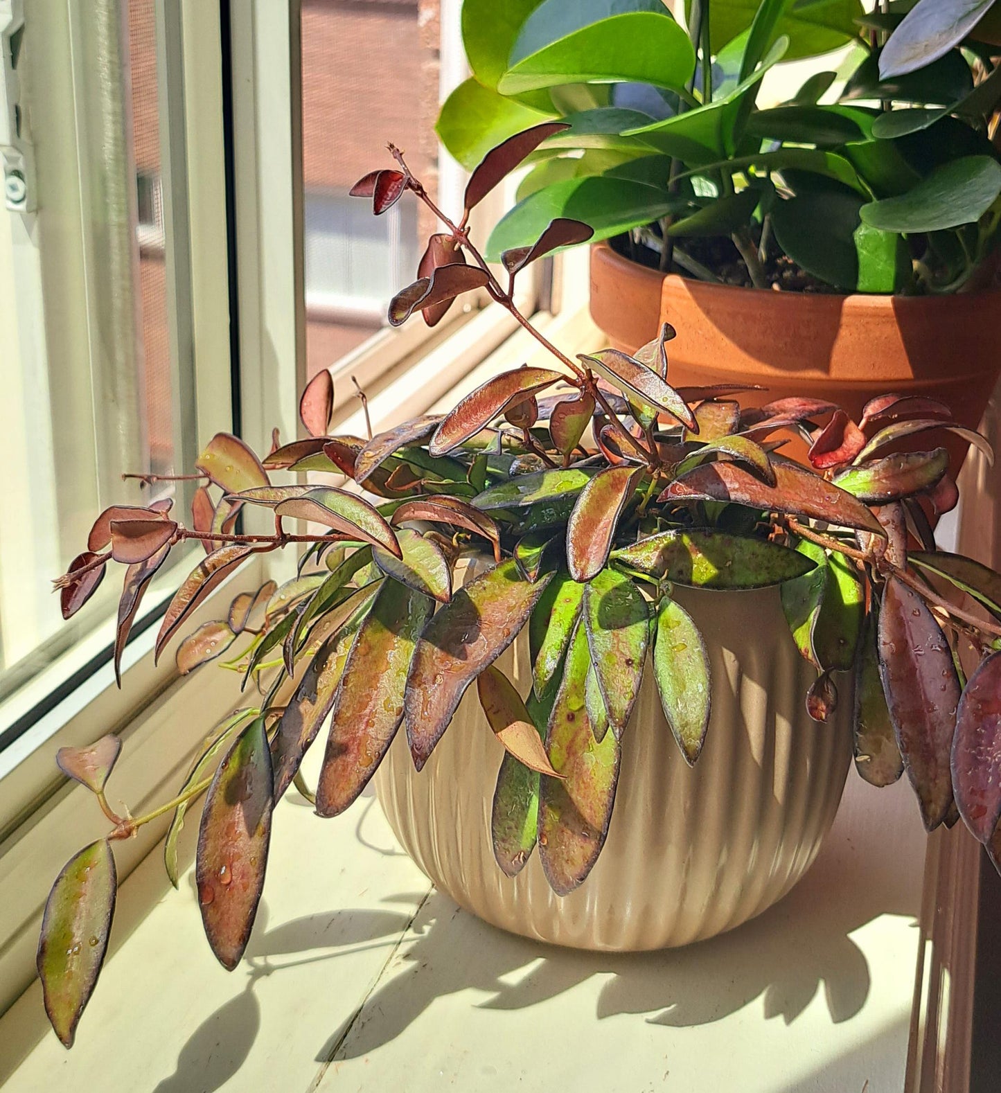 Hoya Rosita – Rare Hybrid Hoya with Red-Tinted Leaves & Sweet Fragrant Blooms