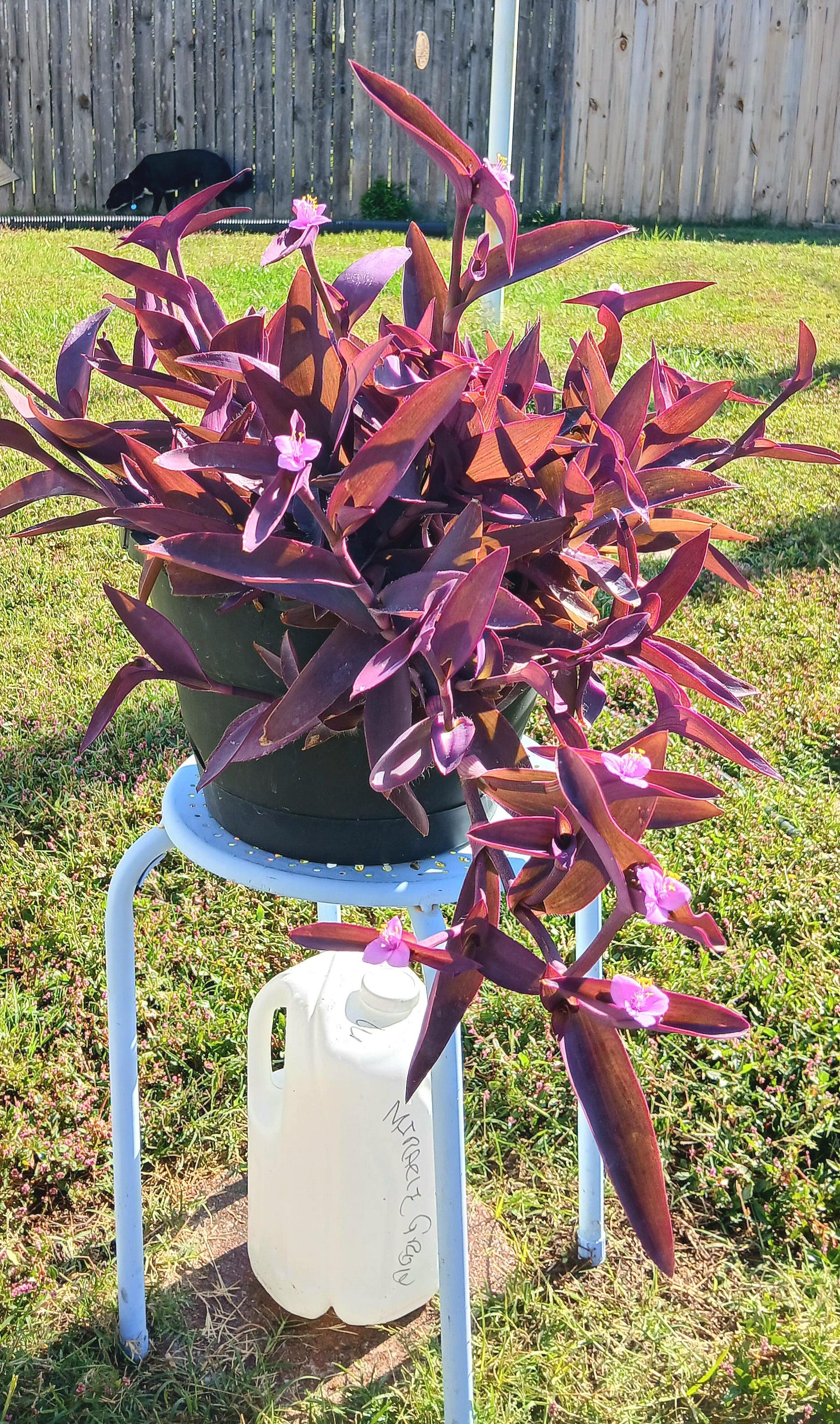 Purple Heart Wandering Jew Inch Plant Cuttings/Clippings or Unrooted Jewel