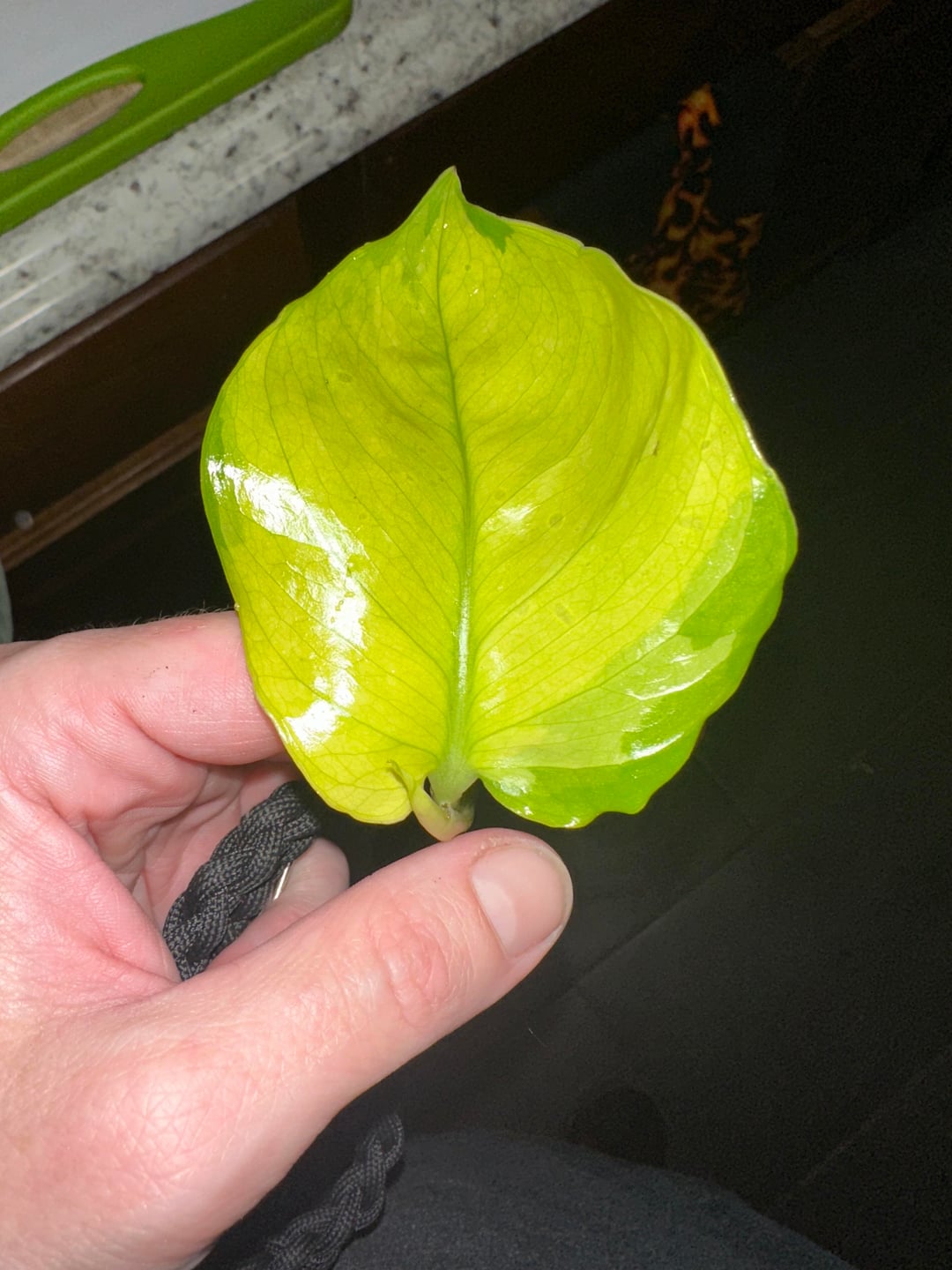 Lemon Top Pothos 🍋 | Bright Tropical Indoor Plant | Easy Care & Fast Growing Vine