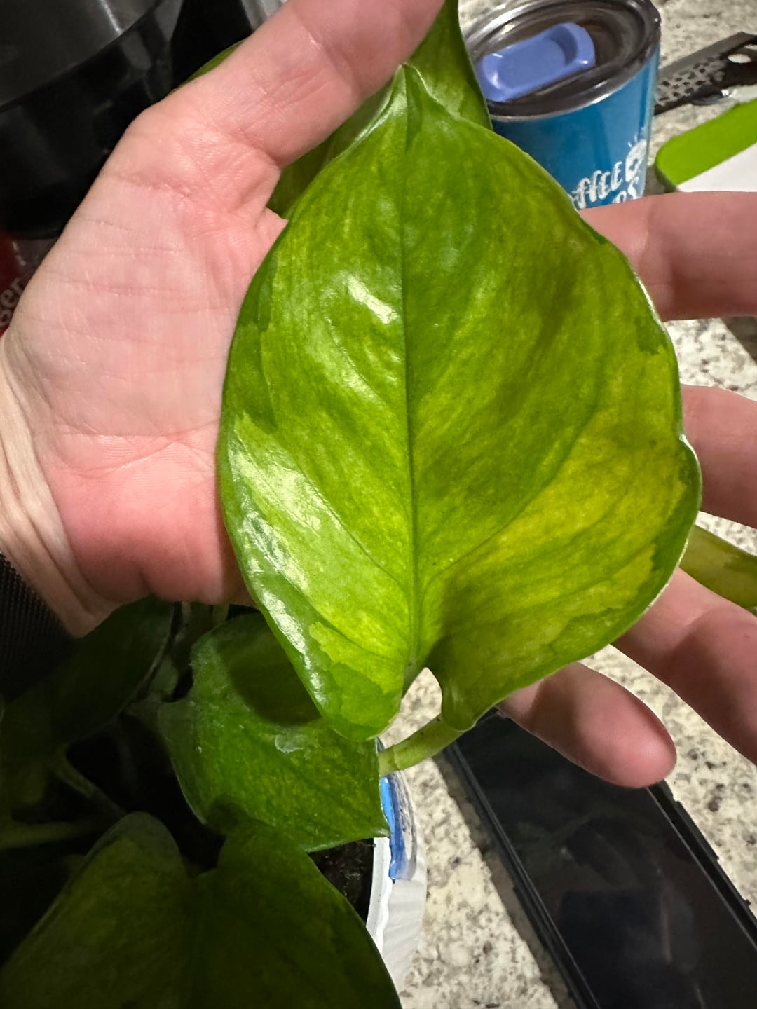 Lemon Top Pothos 🍋 | Bright Tropical Indoor Plant | Easy Care & Fast Growing Vine