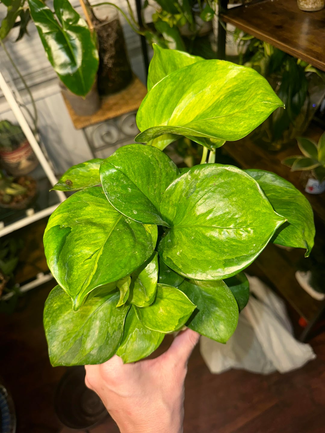 Lemon Top Pothos 🍋 | Bright Tropical Indoor Plant | Easy Care & Fast Growing Vine