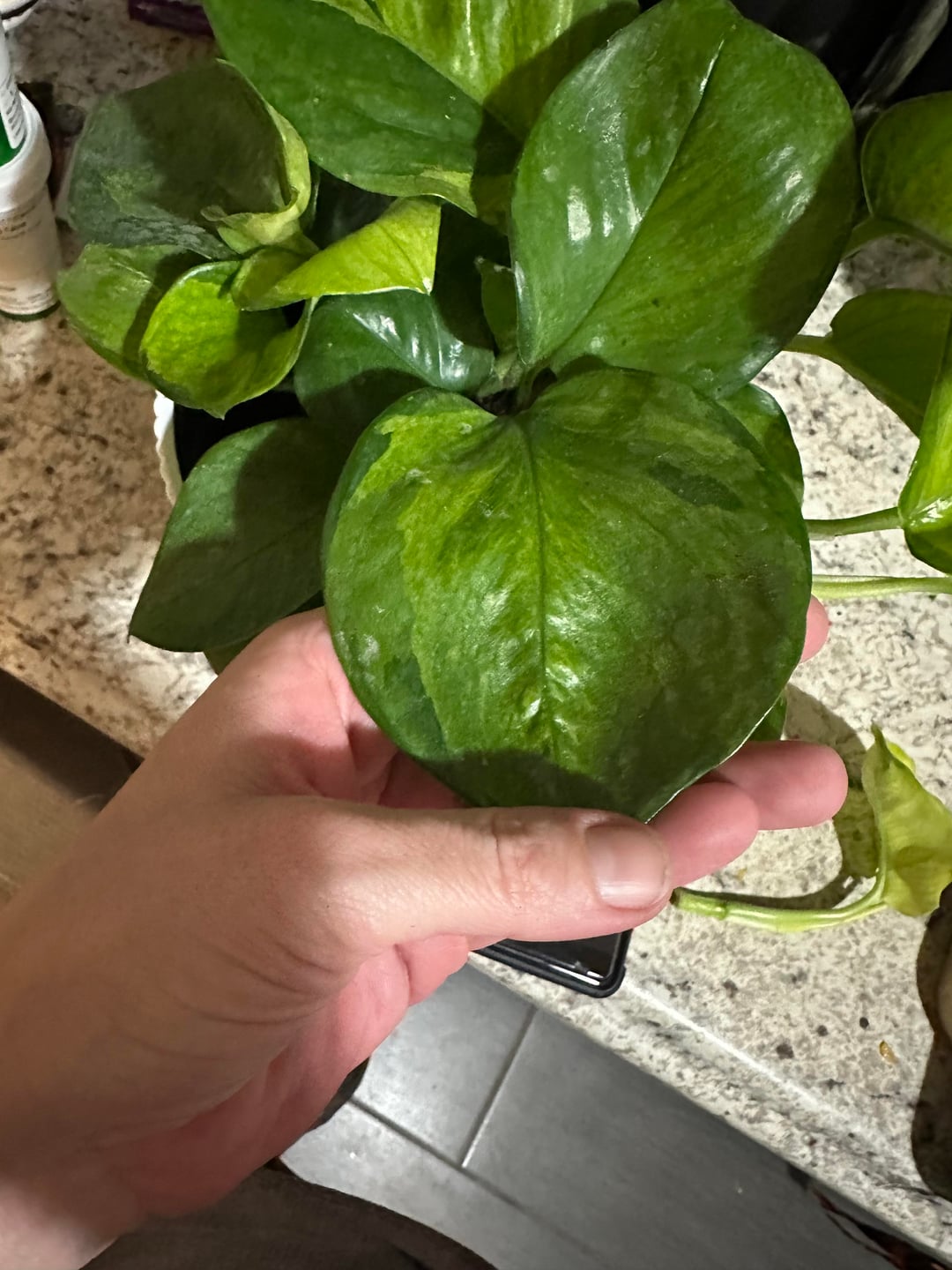 Lemon Top Pothos 🍋 | Bright Tropical Indoor Plant | Easy Care & Fast Growing Vine