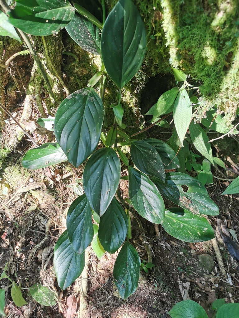Philodendron Guttiferum – Upright, Glossy Leaf Houseplant Cuttings or Rooted Starter Plant