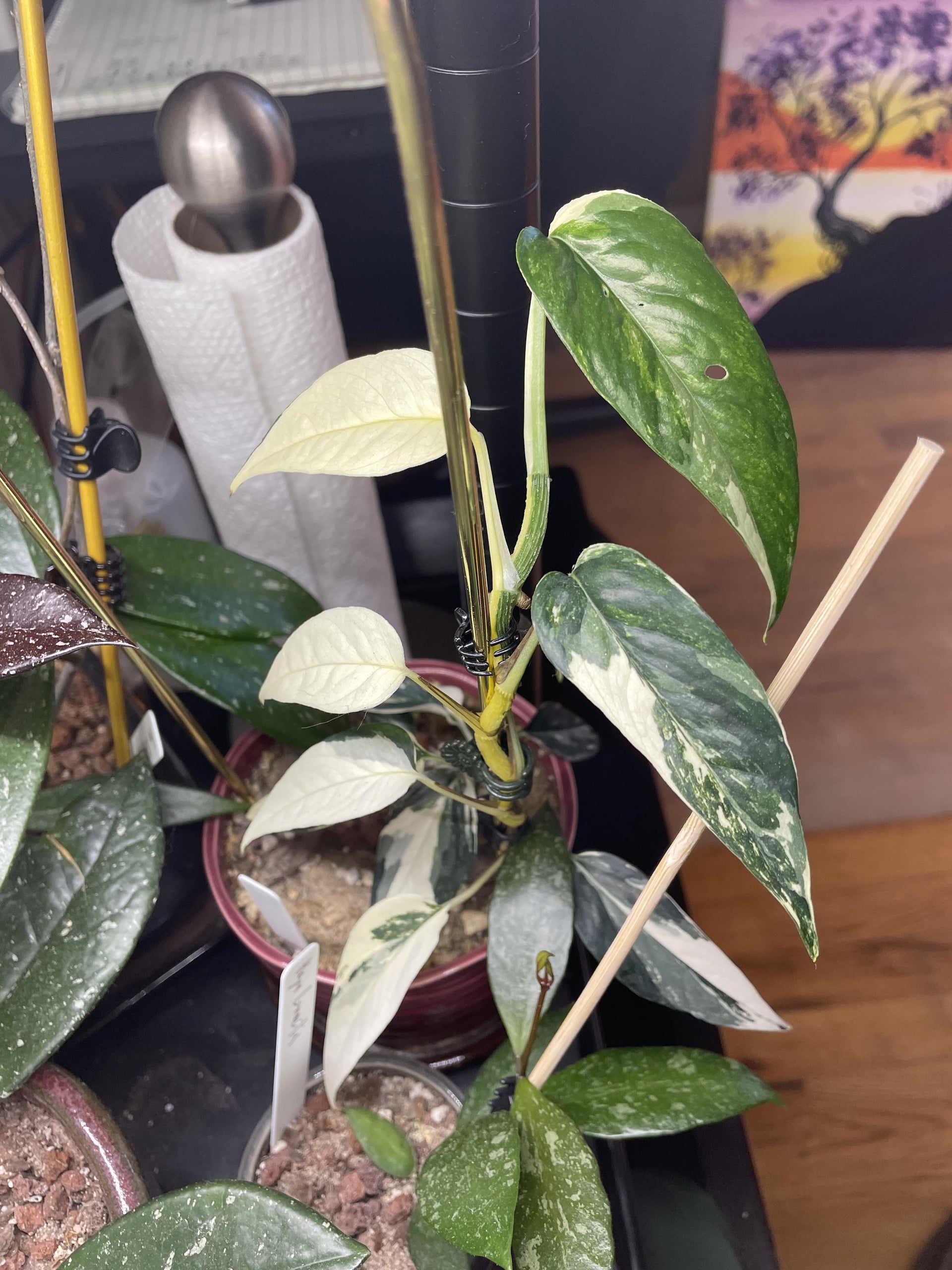 pothos pinnatum variegata Albo Pothos Epipremnum pinnatum 'Variegata Pothos Cutting or Starter –  Rooting 4 Joy