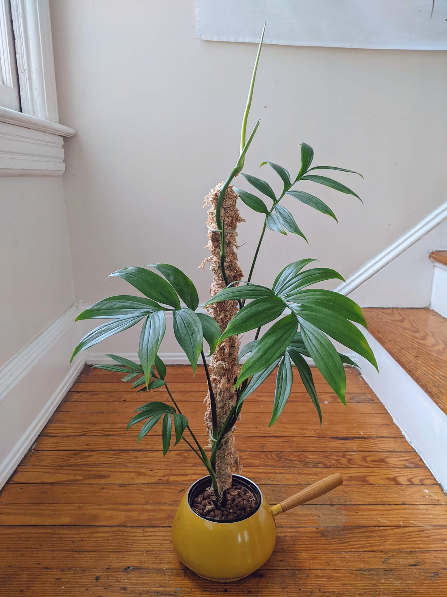 Monstera subpinnata  RARE Fern-Like Monstera with Tropical Elegance Cutting or Rooted Starter
