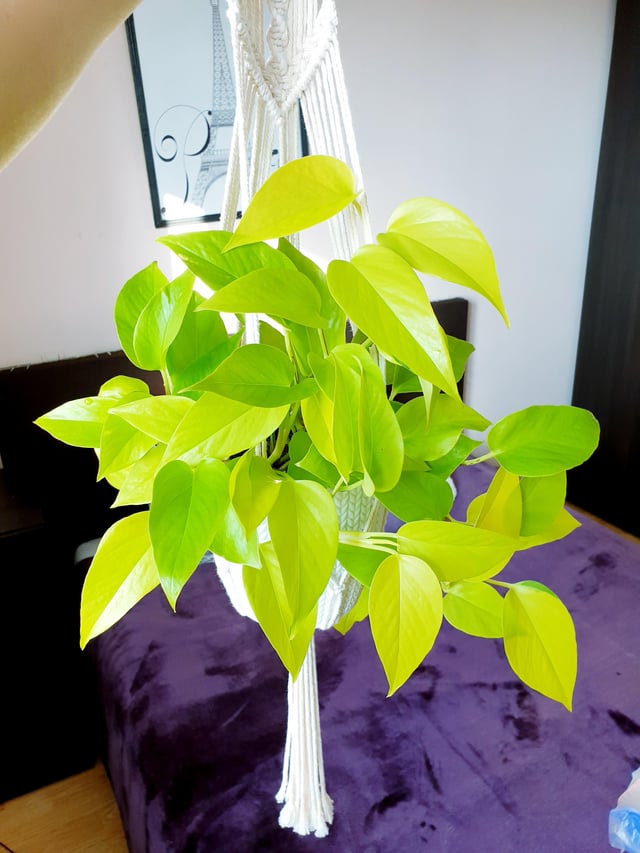 Neon Pothos Epipremnum aureum 'Neon' Bright Yellow Plant Cuttings or Rooted Starter Houseplant
