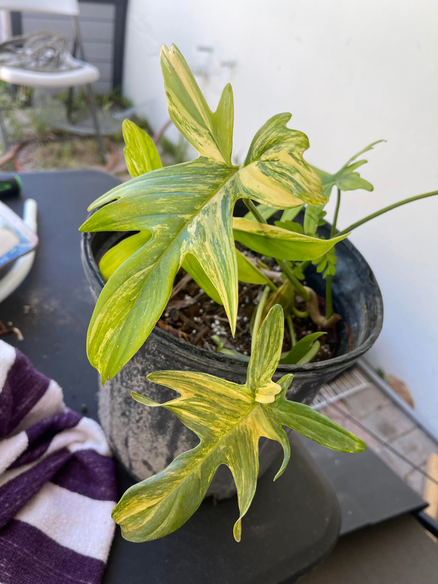 Philodendron Florida Beauty Variegated, Rare Philo Plant Cutting or Starter Rooted  Collectors Plant Indoor House Plant