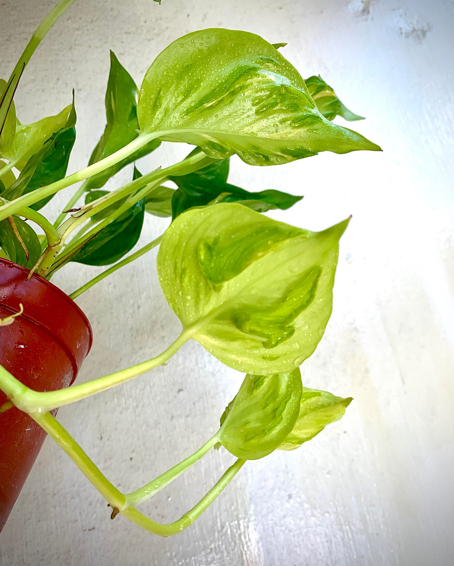 Champs Élysées Epipremnum Neon Twisted Rare Japan Pothos Plant Rooted Starter or Cutting