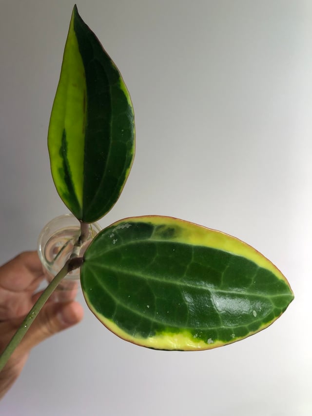 Hoya Macrophylla Variegata – Large Variegated Wax Plant with 3D Textured Leaves