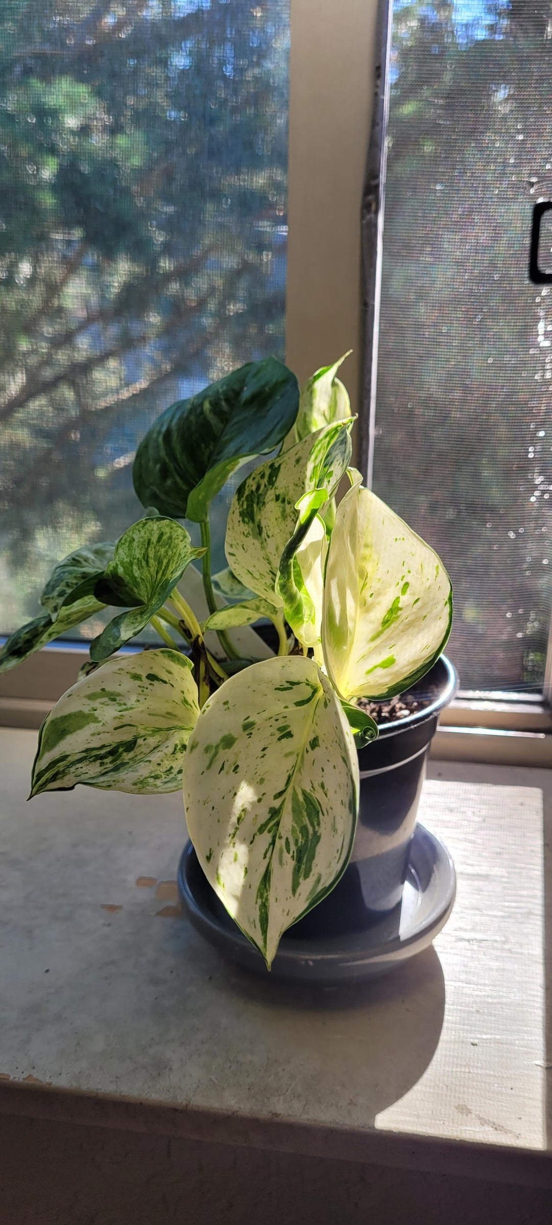 Common Popular Pothos Starter Rooted Baby Plants - Largest List Plant Collectors