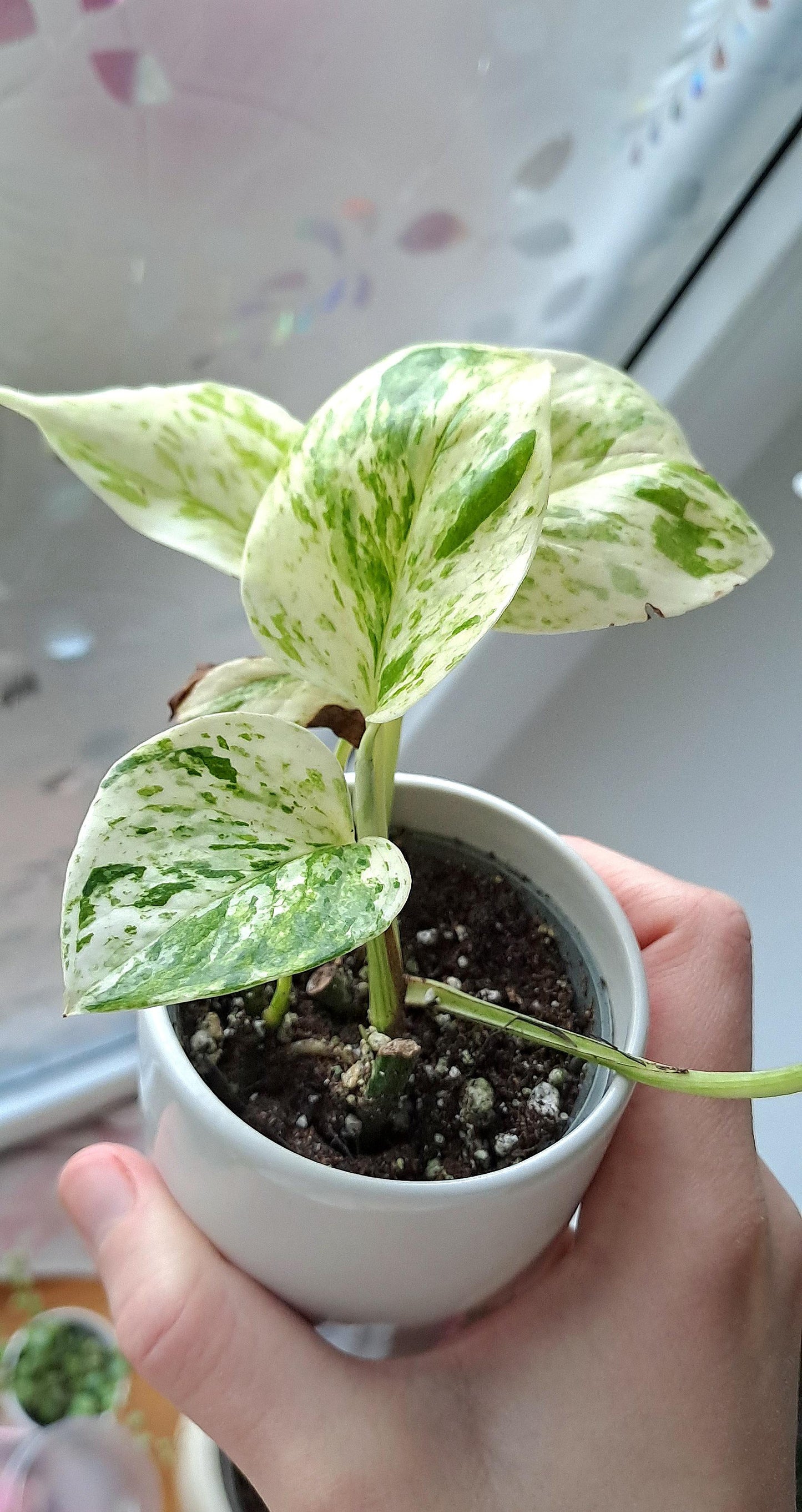 Common Popular Pothos Starter Rooted Baby Plants - Largest List Plant Collectors