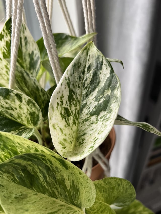 Marble Queen Plant Node Cuttings, Houseplant Cuttings Bright Variegated Pothos Leaves with easy care
