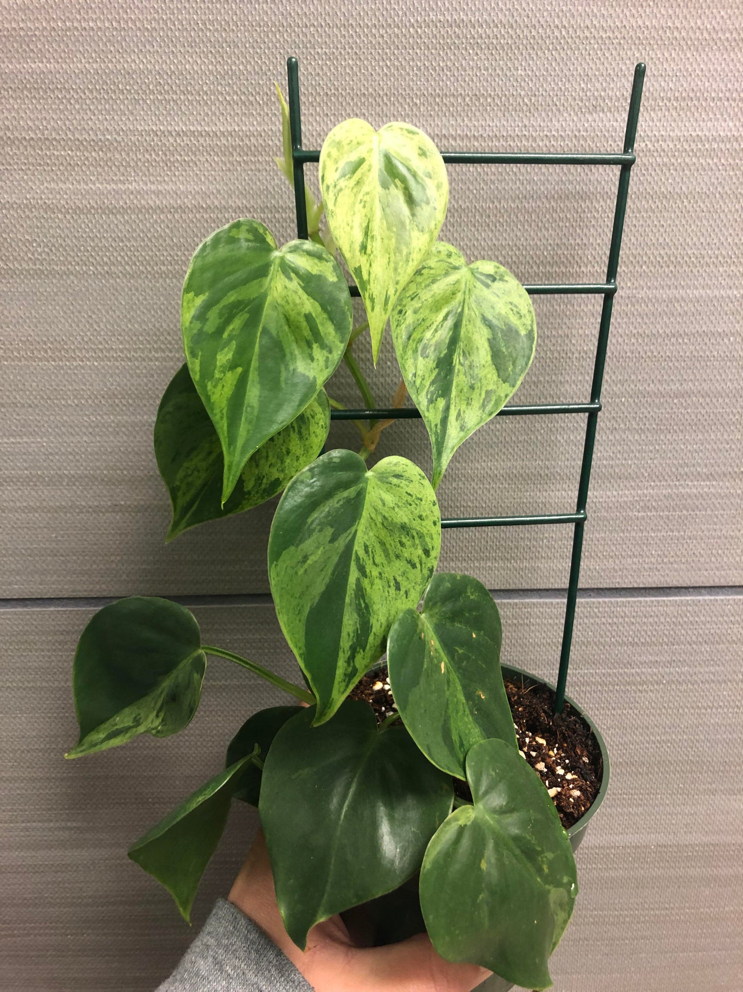 Exotic Variegated Philodendron – Rare Collector’s Vine for Home Decor - Cuttings or Rooted Starters