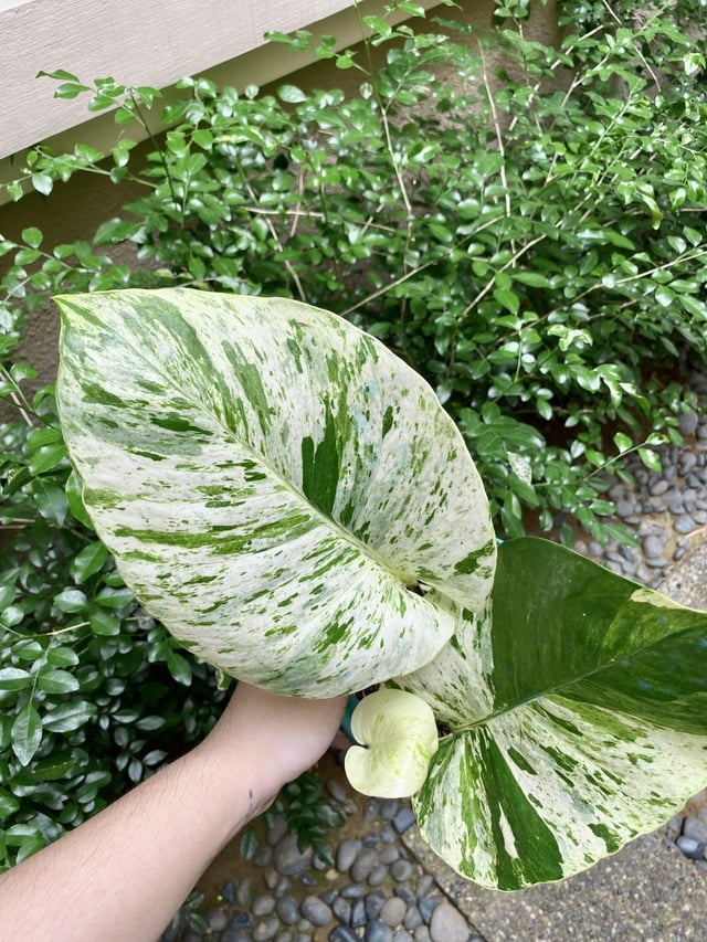 Marble Queen Plant Node Cuttings, Houseplant Cuttings Bright Variegated Pothos Leaves with easy care