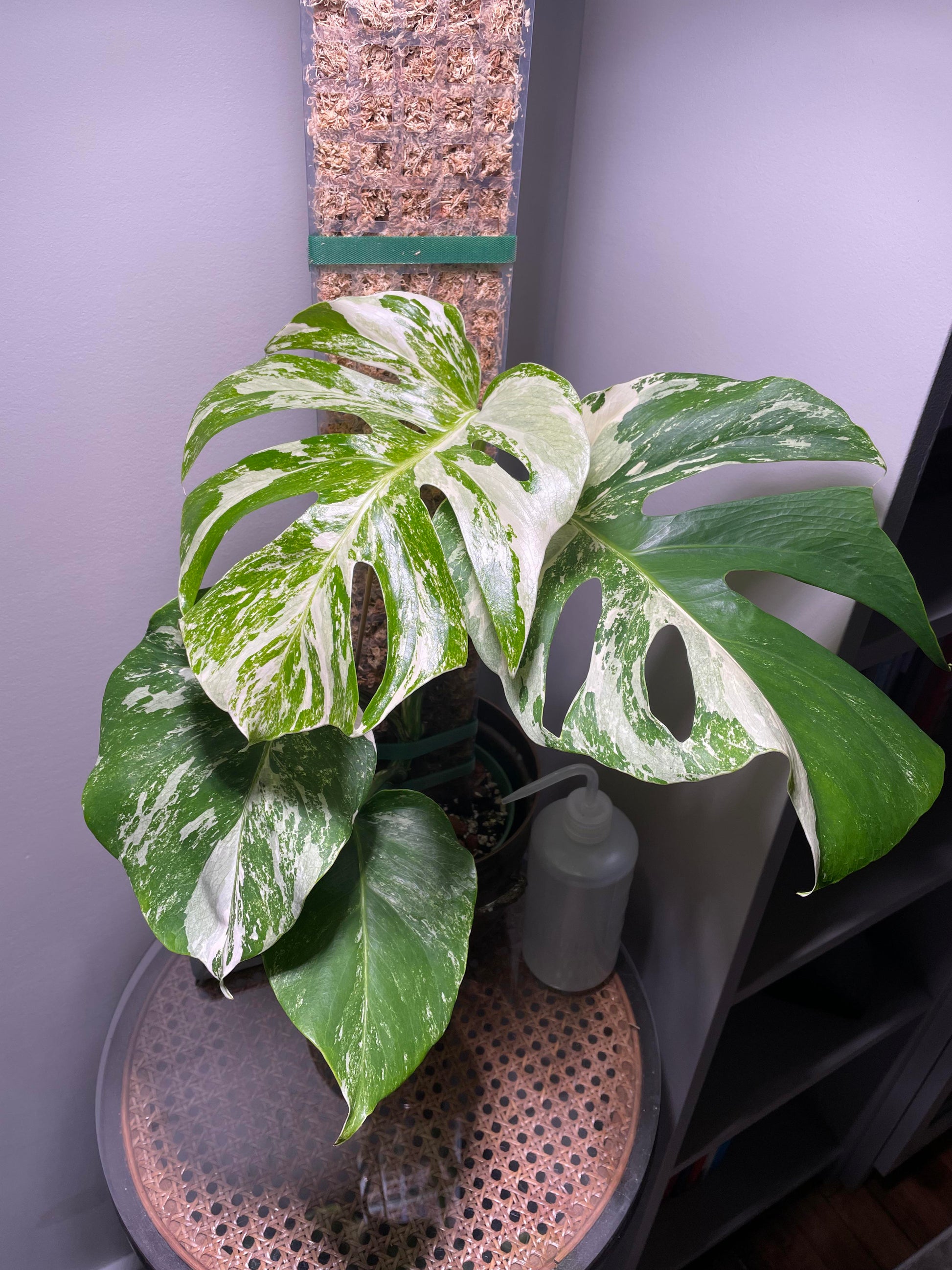 monstera adansonii var lechleriana Monstera lechleriana Albo – Stunning White Variegated Aroid Cuttings a – Rooting 4 Joy